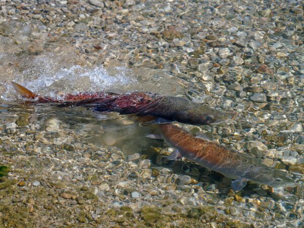 Spawning Huchen