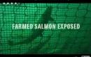 stop buying farmed salmon