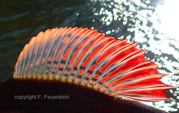 Fliegenfischen auf Äschen Günter Feuerstein