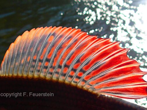 fly fishing for grayling with Günter Feuerstein