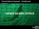 stop buying farmed salmon