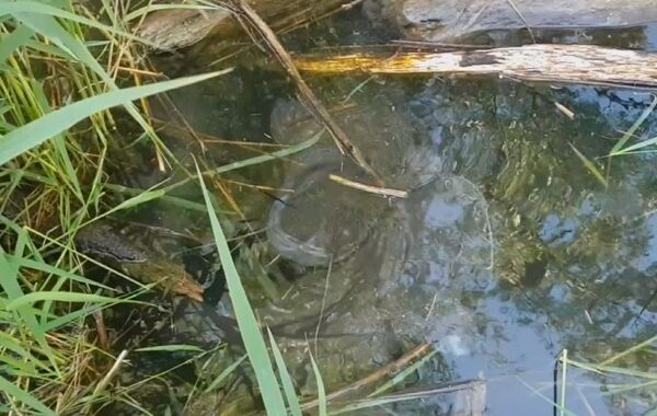 Welse beim Laichen am Bodensee