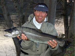 mörrum seatrout