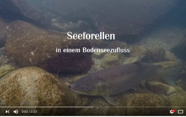 Seeforellen in einem Bodenseezufluss