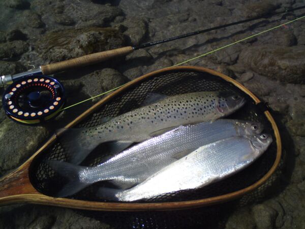 whitefish and brown trout