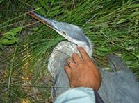 blue heron