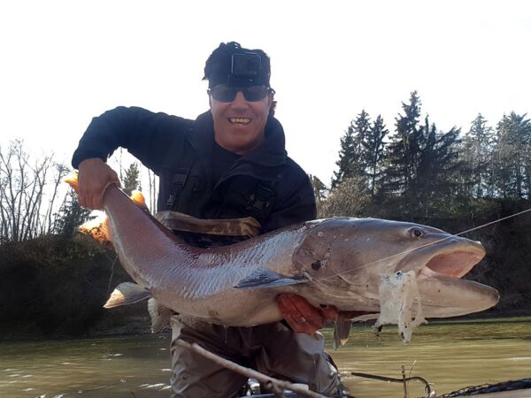 Fly fishing giant hucho from river Mur Günter Feuerstein