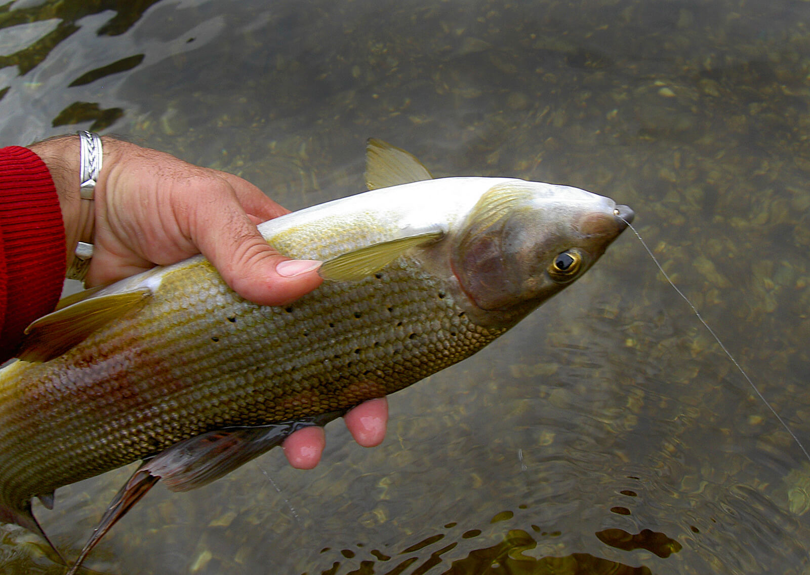 releasing fish correctly