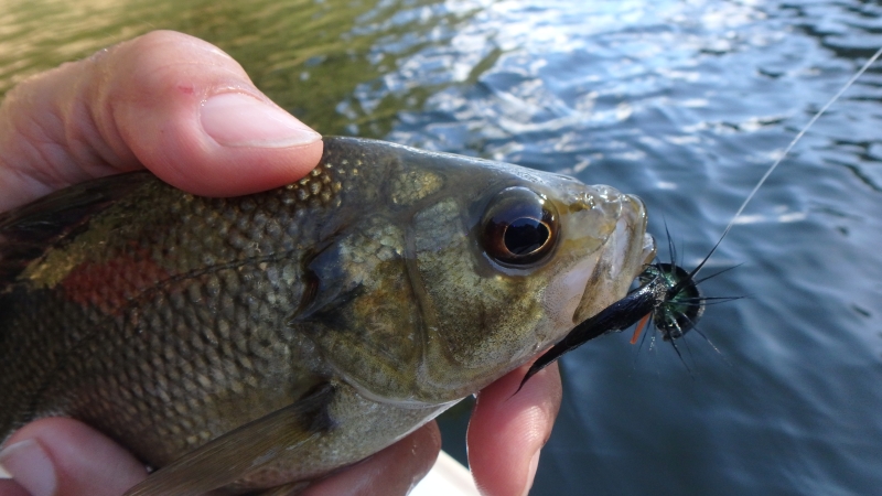 Australian Bass in the Blue Mountains