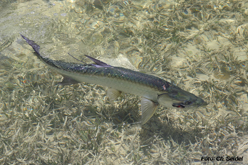 tarpon on the fly