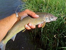 files/ffi/pictures/Dest/USA03/Snake/whitefish.jpg