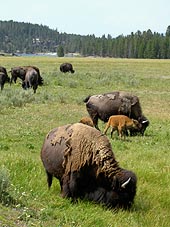 files/ffi/pictures/Dest/USA03/buffalos.jpg