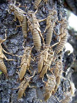 files/ffi/pictures/Dest/USA03/stoneflyhatched.jpg