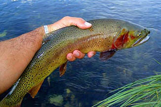 files/ffi/pictures/Dest/USA03/yellowstonecut1.jpg