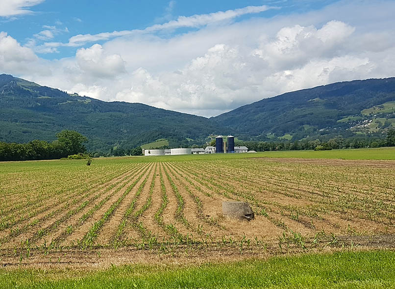 Maisanbau zerstört die Umwelt