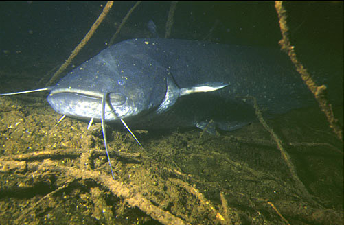 Unterwasseraufnahme Wels