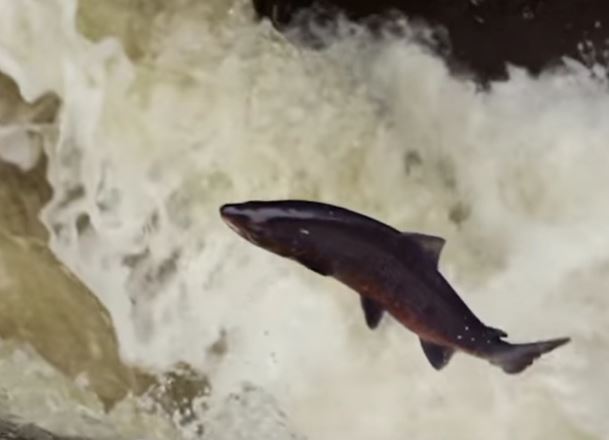 jumping salmon